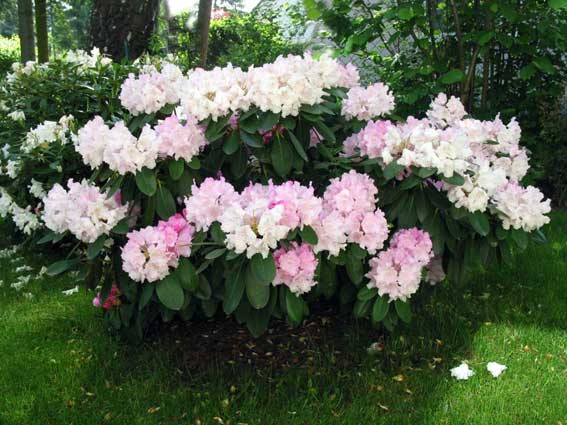 hellrosa Rhododendron